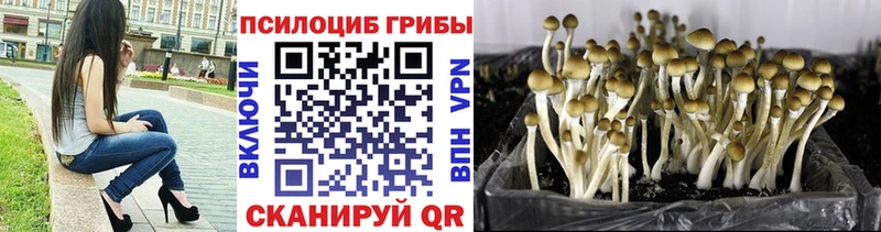 Галлюциногенные грибы Psilocybe  Купить закладки  Псков 