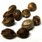 Семена марихуаны АК-47  (Seeds AK-47) в Пскове